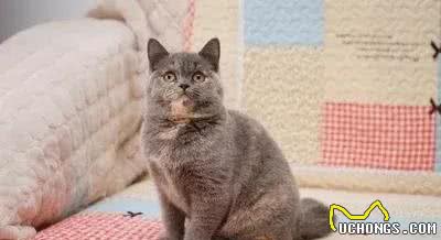 你见过这么特别的猫吗?同是英短但是我们很特别!