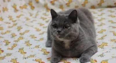 你见过这么特别的猫吗?同是英短但是我们很特别!