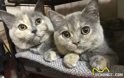 你见过这么特别的猫吗?同是英短但是我们很特别!