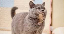 你见过这么特别的猫吗?同是英短但是我们很特别!