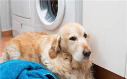 养宠人士，如何让衣服不沾毛?