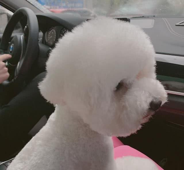 狗狗要多久遛一次?我们应该注意什么?快快看过来