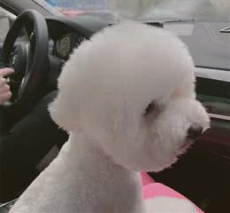 狗狗要多久遛一次?我们应该注意什么?快快看过来