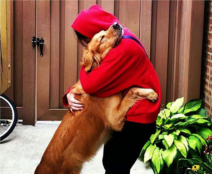 狗狗能做到这几点,证明它智商高,是狗中天才