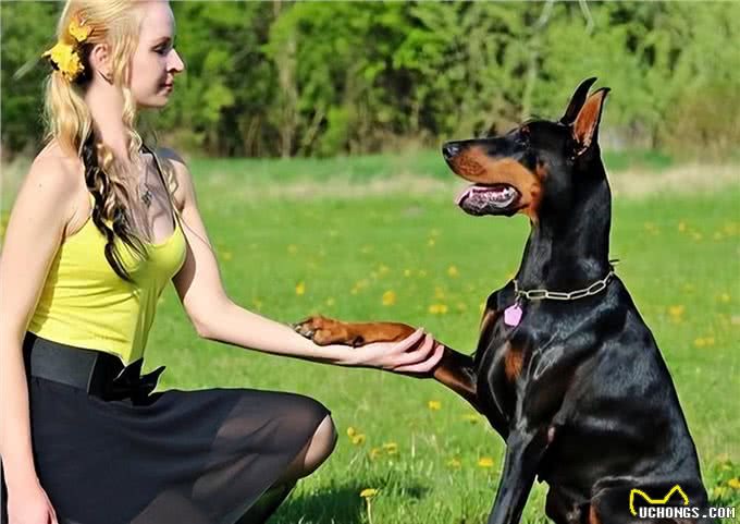 狗狗能做到这几点,证明它智商高,是狗中天才