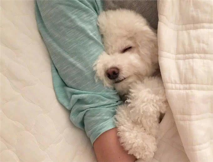 狗狗能做到这几点,证明它智商高,是狗中天才