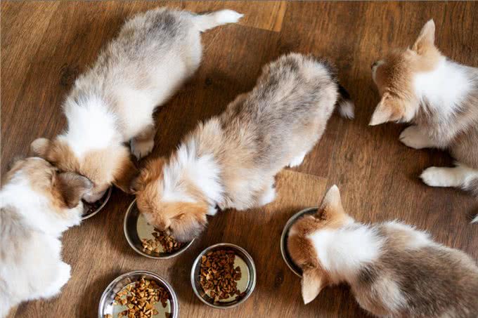 狗狗能做到这几点,证明它智商高,是狗中天才