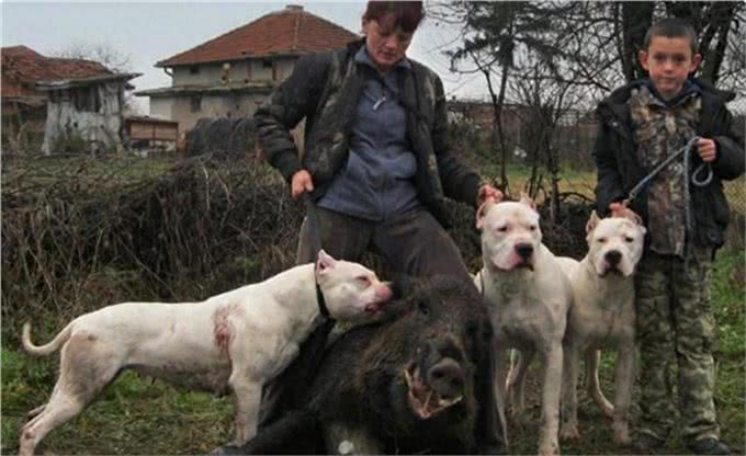 2000年前，散落在武陵山中皇家御犬，如今成为原生犬，生猛强悍