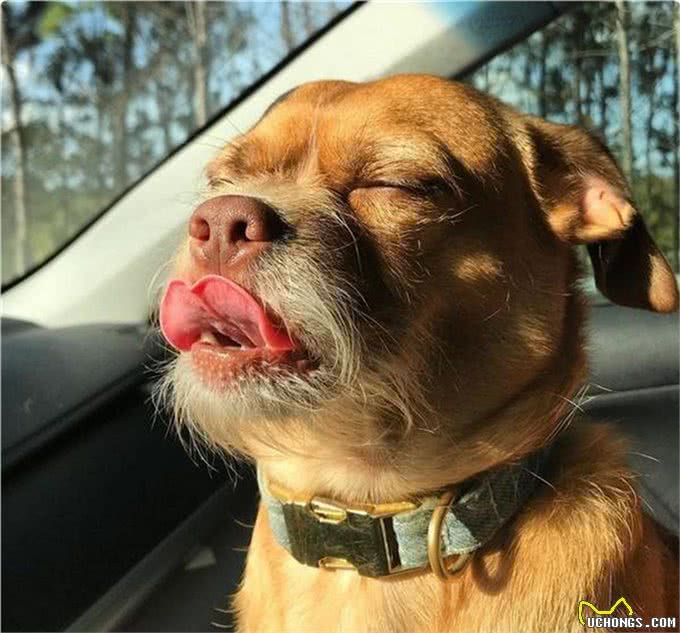 2000年前，散落在武陵山中皇家御犬，如今成为原生犬，生猛强悍