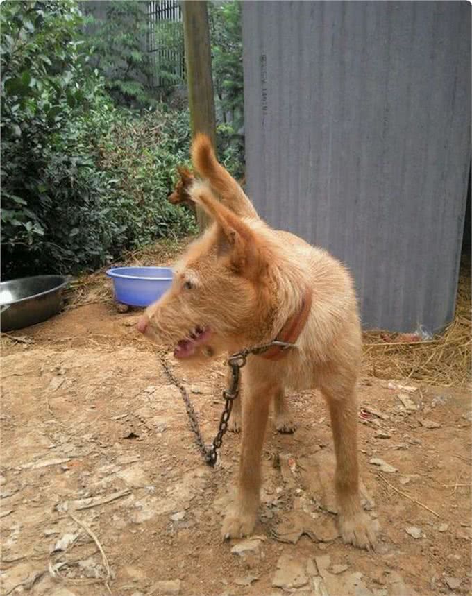 2000年前，散落在武陵山中皇家御犬，如今成为原生犬，生猛强悍