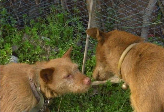 2000年前，散落在武陵山中皇家御犬，如今成为原生犬，生猛强悍