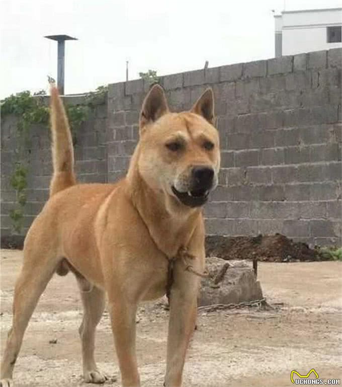 2000年前，散落在武陵山中皇家御犬，如今成为原生犬，生猛强悍