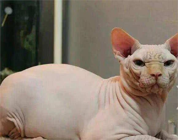 世界十大最聪明的宠物猫，第一竟然是它!