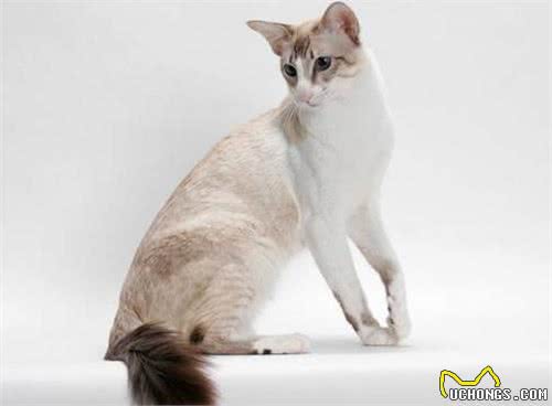 世界十大最聪明的宠物猫，第一竟然是它!