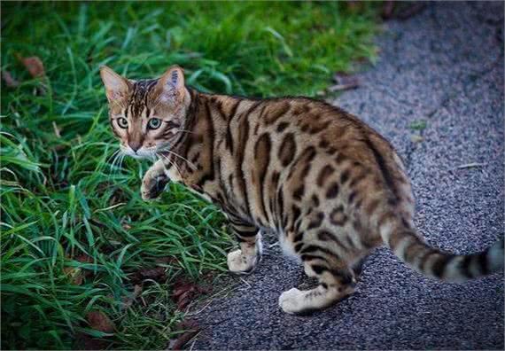 世界十大最聪明的宠物猫，第一竟然是它!