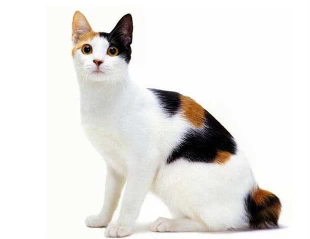 世界十大最聪明的宠物猫，第一竟然是它!