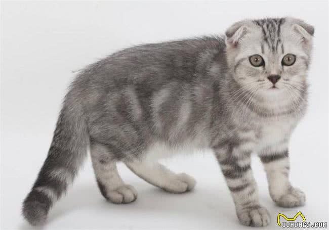 世界十大最聪明的宠物猫，第一竟然是它!