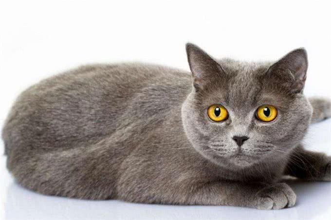 世界十大最聪明的宠物猫，第一竟然是它!