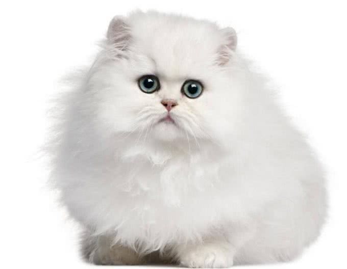 世界十大最聪明的宠物猫，第一竟然是它!