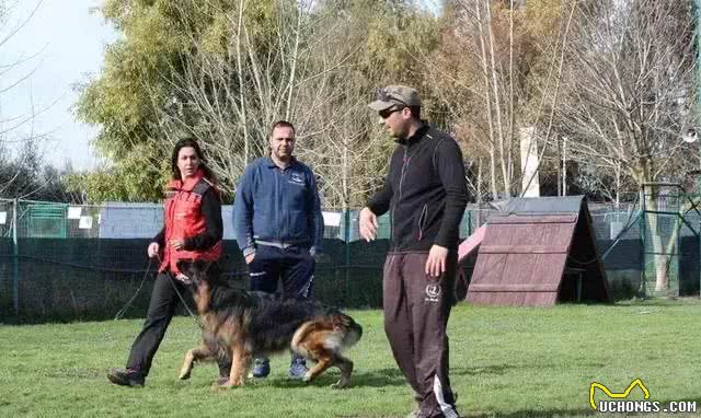 太惊讶啦!德国的养狗条件是全世界最苛刻的!