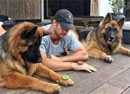 太惊讶啦!德国的养狗条件是全世界最苛刻的!