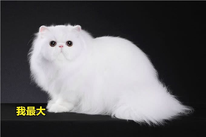 波斯猫和加菲猫哪个好?实话告诉你,差别很大