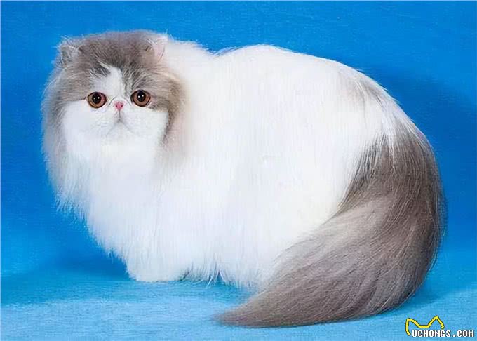波斯猫和加菲猫哪个好?实话告诉你,差别很大