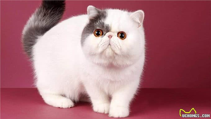 波斯猫和加菲猫哪个好?实话告诉你，差别很大