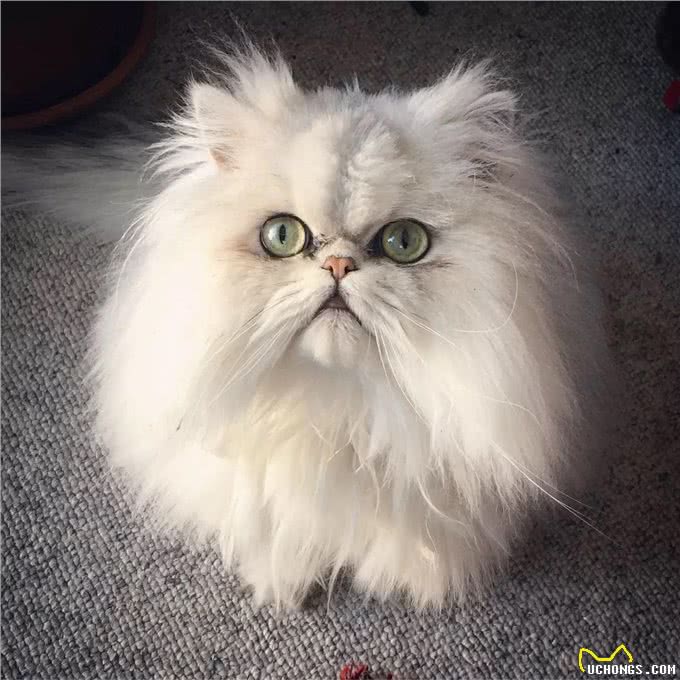 波斯猫和加菲猫哪个好?实话告诉你,差别很大