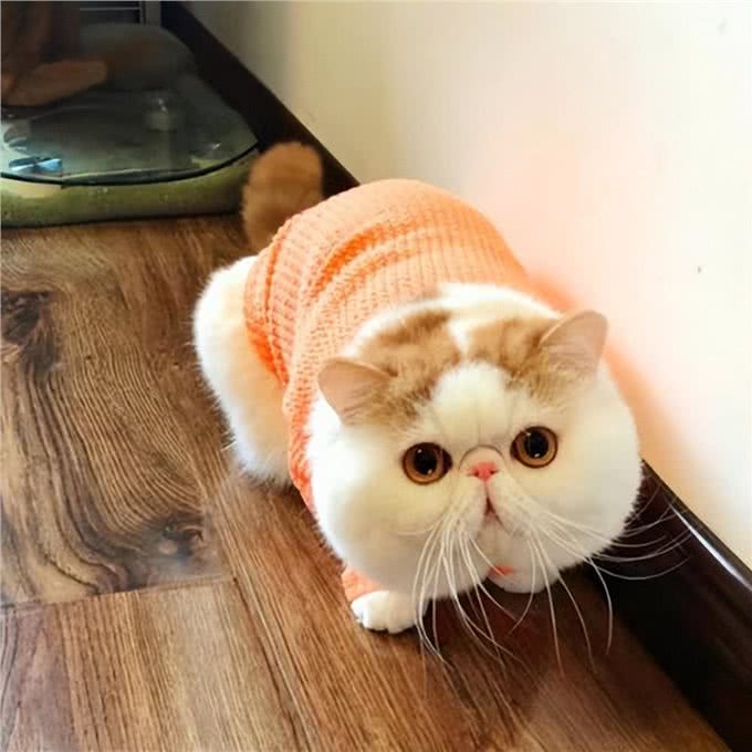 波斯猫和加菲猫哪个好?实话告诉你，差别很大