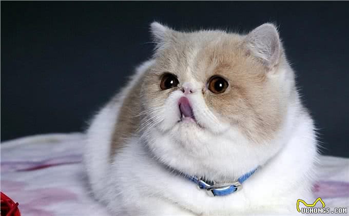 波斯猫和加菲猫哪个好?实话告诉你，差别很大