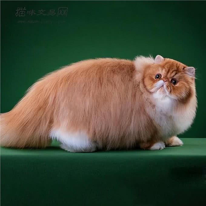 波斯猫和加菲猫哪个好?实话告诉你,差别很大