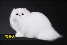 波斯猫和加菲猫哪个好?实话告诉你，差别很大