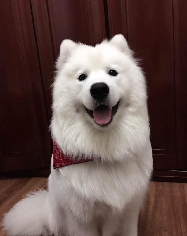 狗是肉食动物还是杂食动物?