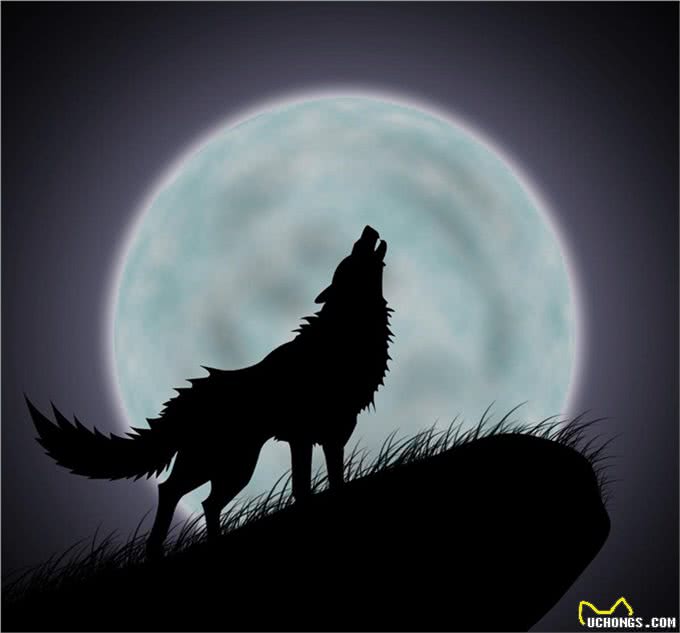 狗是肉食动物还是杂食动物?