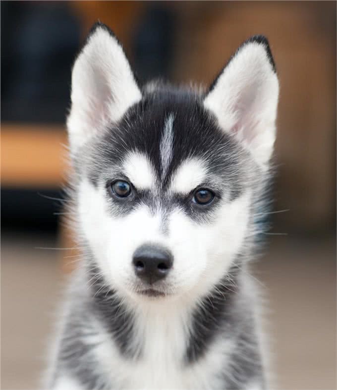 狗是肉食动物还是杂食动物?