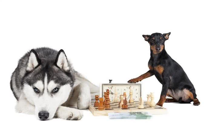 狗是肉食动物还是杂食动物?