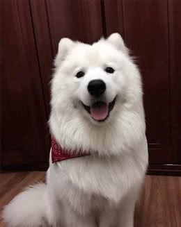 狗是肉食动物还是杂食动物?