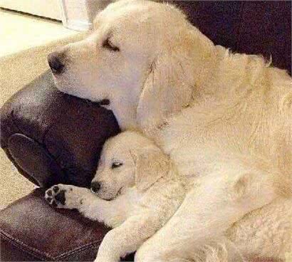 像教育孩子一样教育狗狗