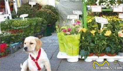 像教育孩子一样教育狗狗