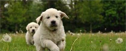 像教育孩子一样教育狗狗