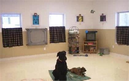 像教育孩子一样教育狗狗