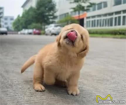 怎么养好金毛呢?需要注意什么?铲屎官们学习起来