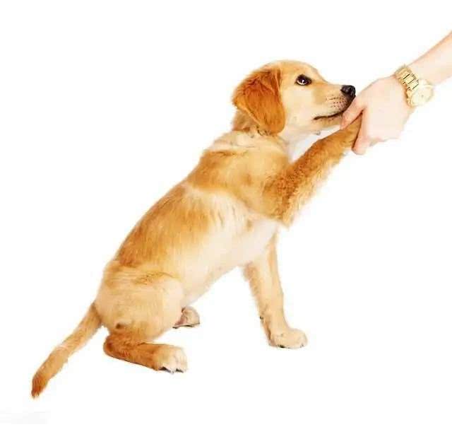 怎么养好金毛呢?需要注意什么?铲屎官们学习起来