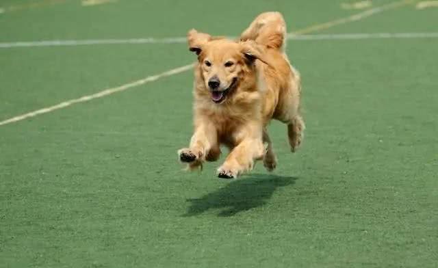 怎么养好金毛呢?需要注意什么?铲屎官们学习起来