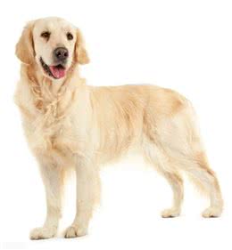 怎么养好金毛呢?需要注意什么?铲屎官们学习起来