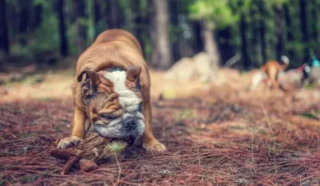 狗改不了吃屎:科学解析背后的原因及应对策略