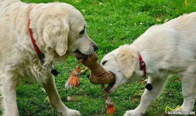 狗改不了吃屎:科学解析背后的原因及应对策略