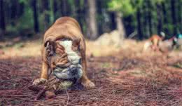 狗改不了吃屎:科学解析背后的原因及应对策略