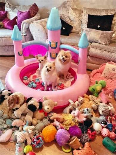 英国女子每年给宠物狗花12万,狗狗有专属衣柜,散步穿舞会礼服